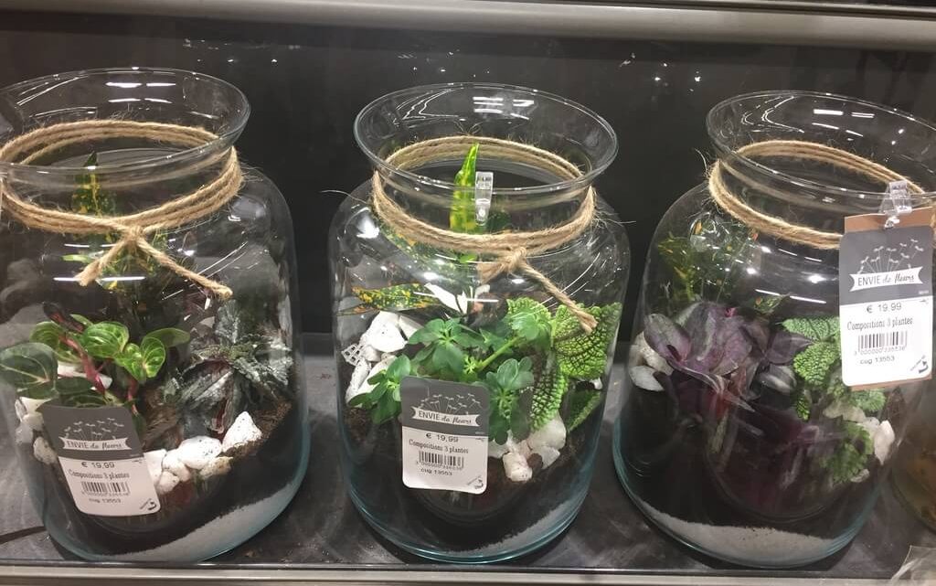 DIY : Créer un terrarium en 5 étapes
