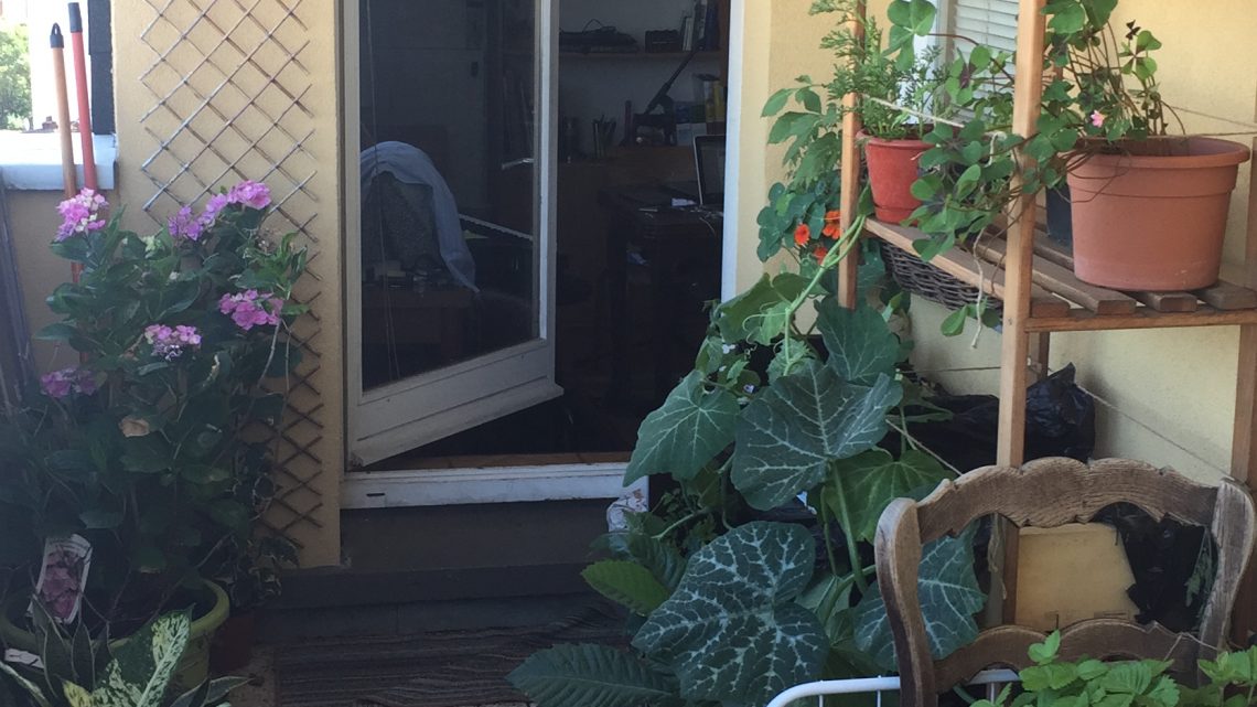Mini potager : quels légumes planter sur votre balcon?