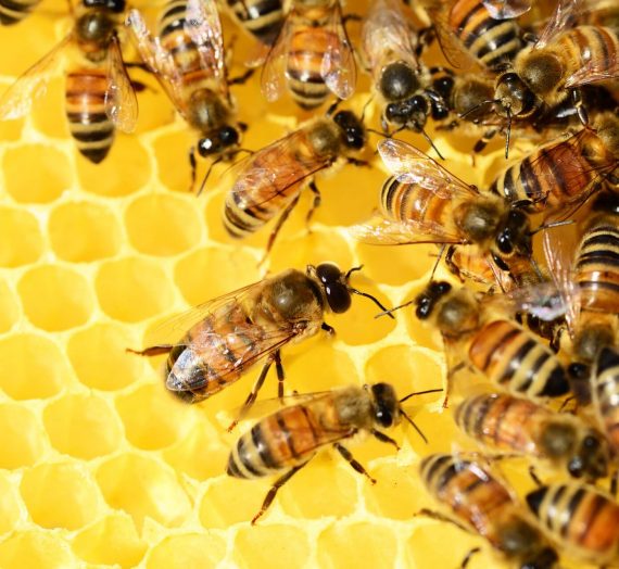 Tout savoir sur l’élevage des reines abeilles